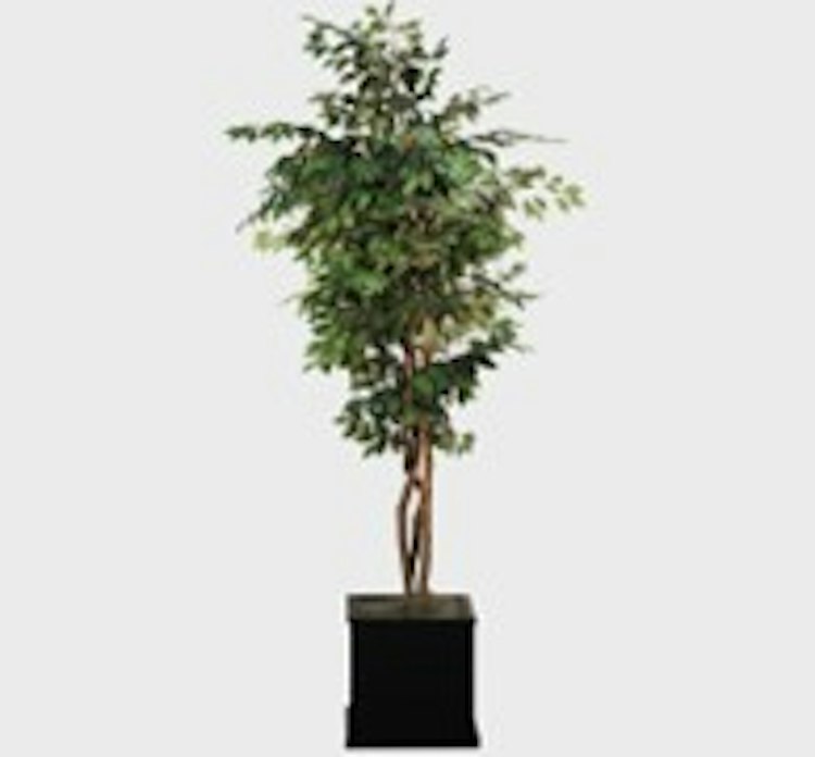 Silk Ficus Tree