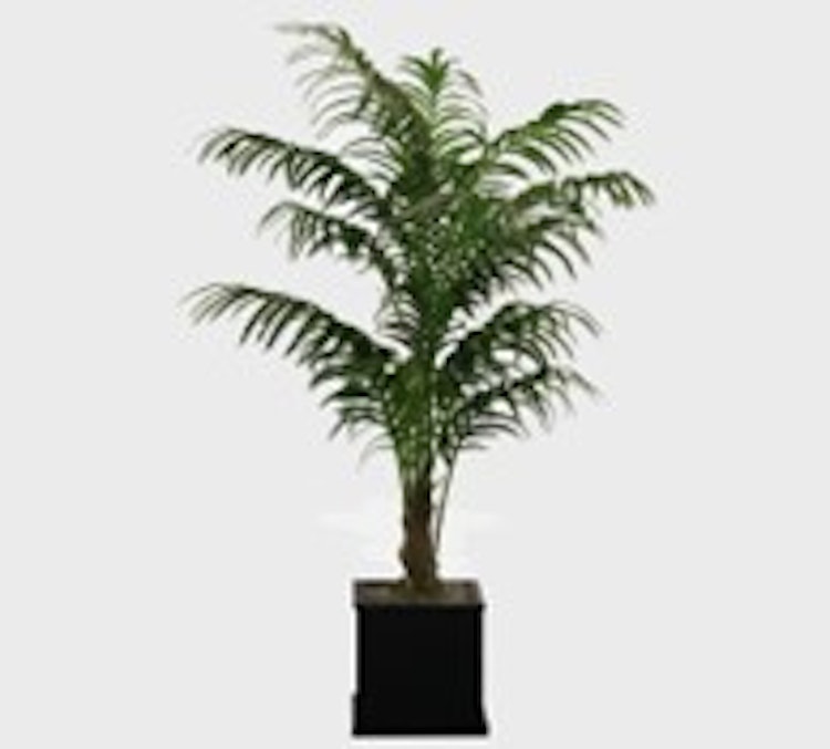 Kentia Palm 4'-5'