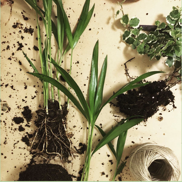 Kokedama Workshop