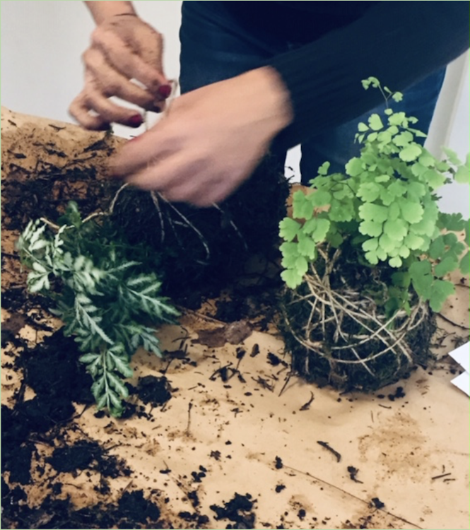 Kokedama Workshop