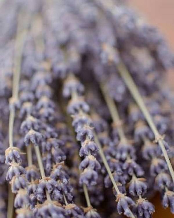 Lavender Calling Name Cards