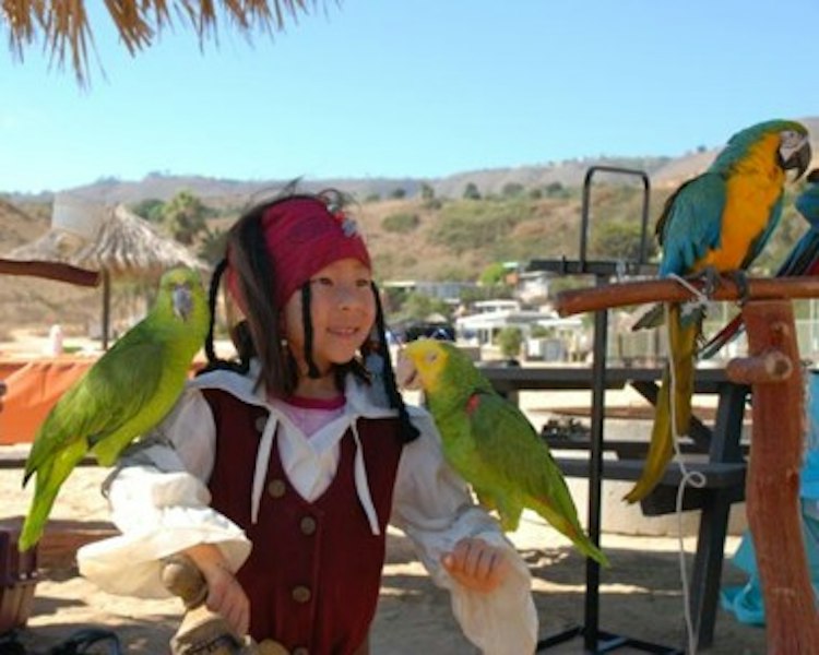 Additional Parrot Hour