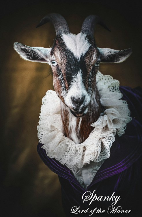 Goats  for Parties
