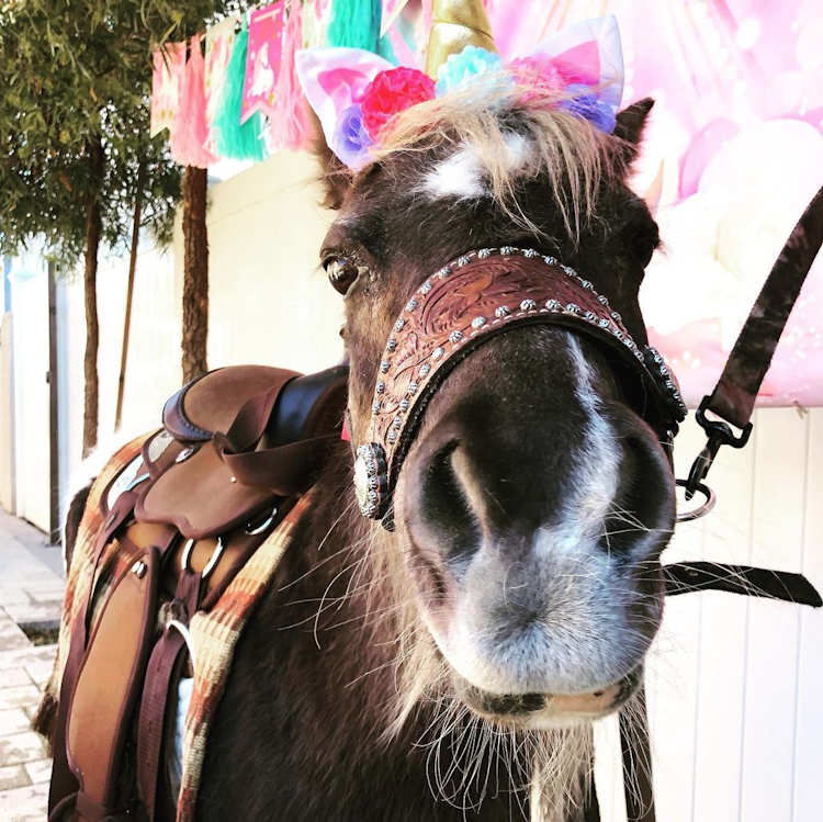 Pony / Unicorn Rides - 1 hour
