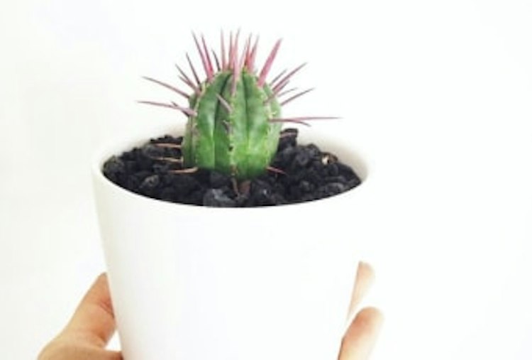 Paint & Plant Experience