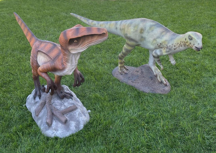 Velicoraptor baby