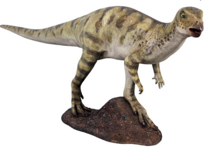 Hypsilophodon Baby