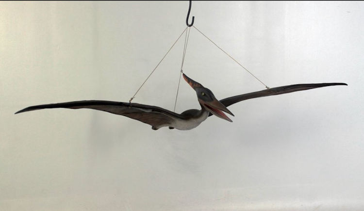 Pteranodon Baby