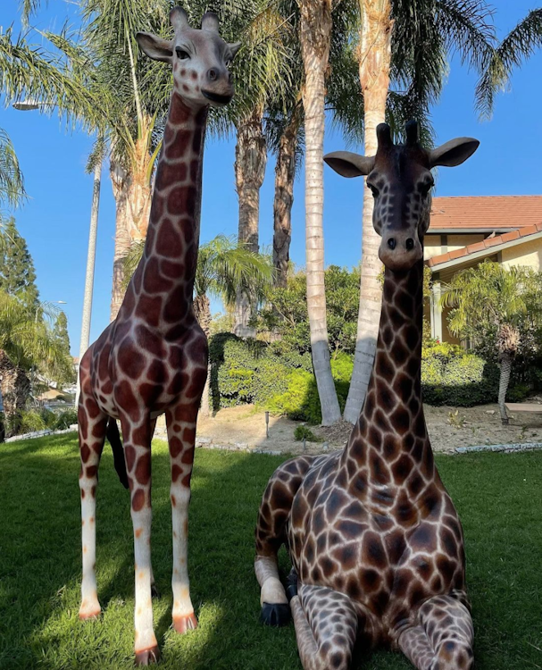 Sitting Giraffe