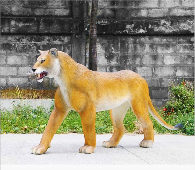 Lioness