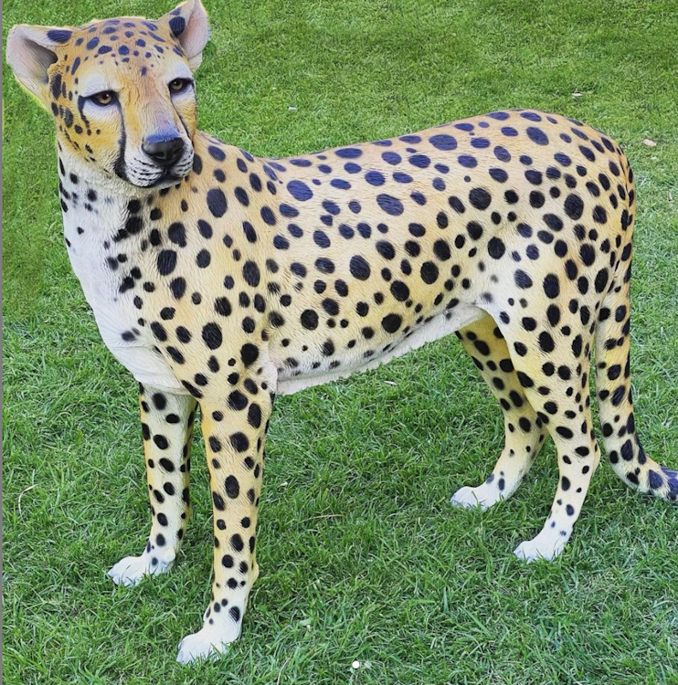 Cheetah