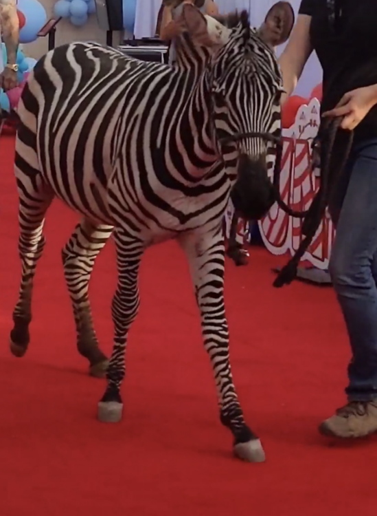 Exotic three Animal Package