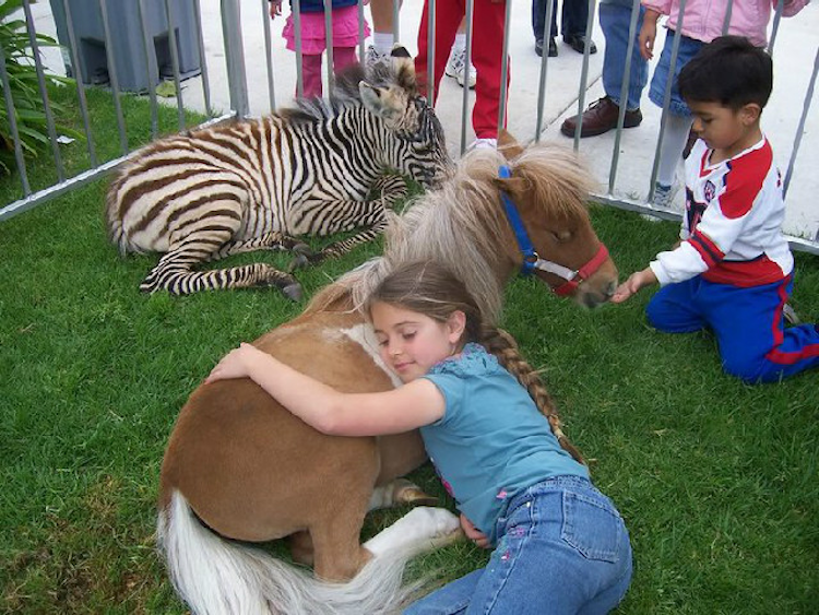 ZEBRA petting zoo