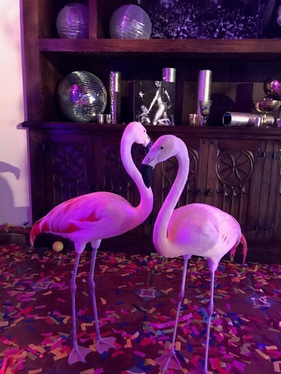 2 Flamingos