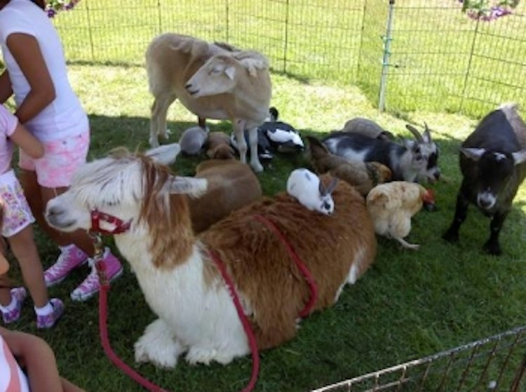 San Fernando Valley Petting Zoo Special