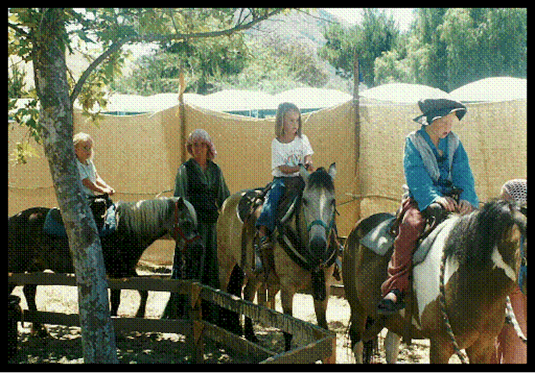 4-6 Ponies Pony Rides