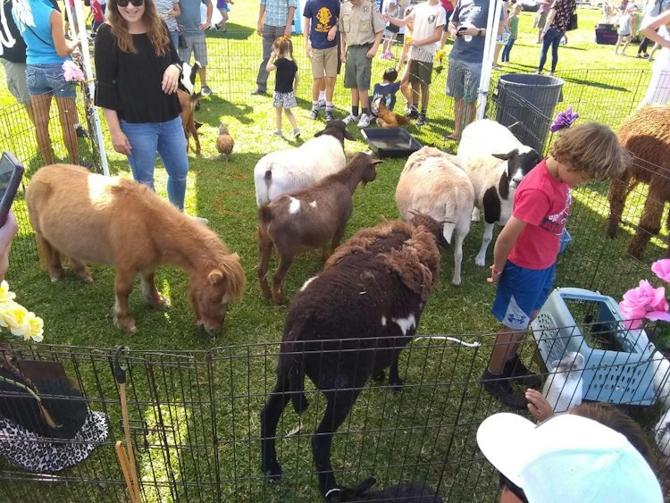 Deluxe Petting Zoo