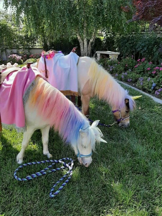 2 Unicorns 3 Hours