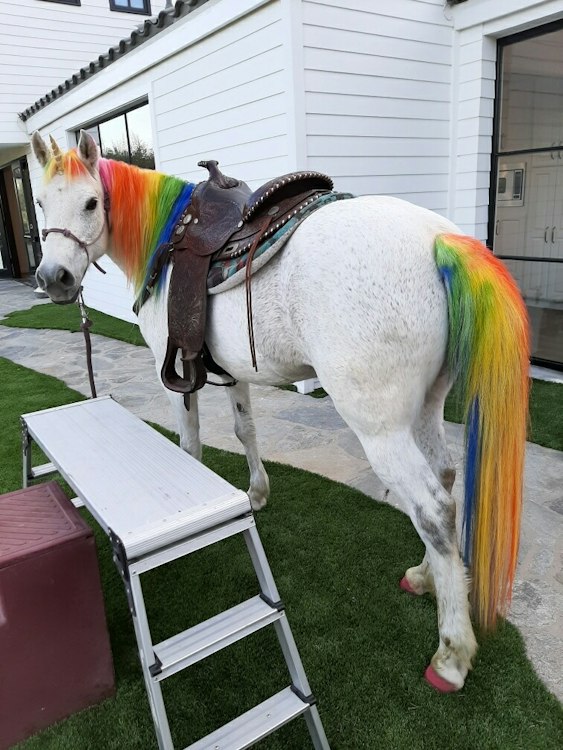 Unicorn Pony & Unicorn Horse 3 Hours
