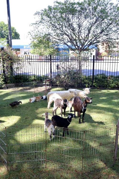 Petting Zoo