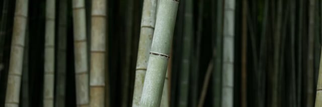 Paso Bamboo: venue logo
