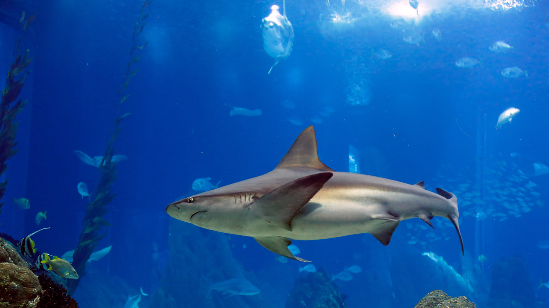 Shark Tank Lesson Plans | EVERFI