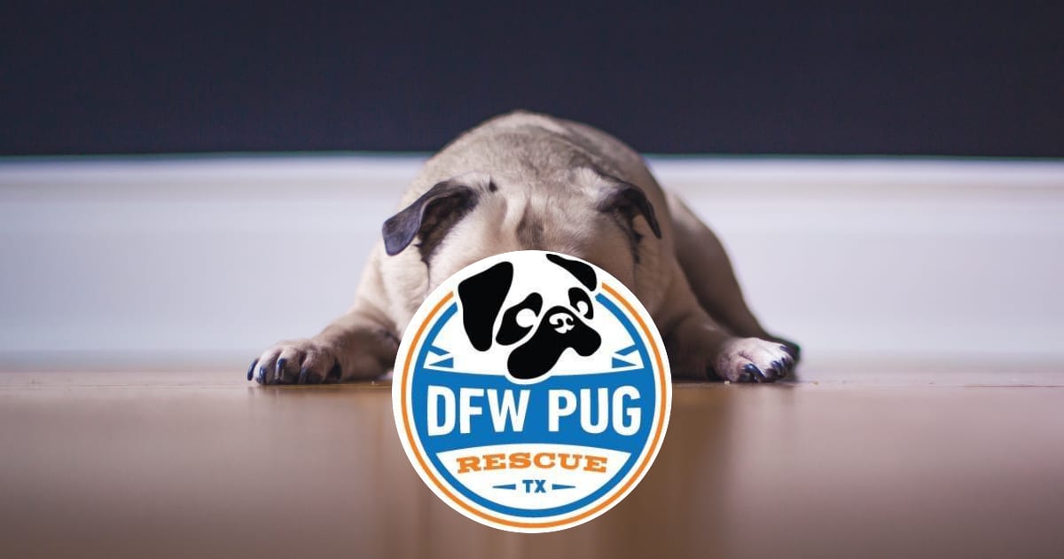 Dfw Pug Rescue Club Every