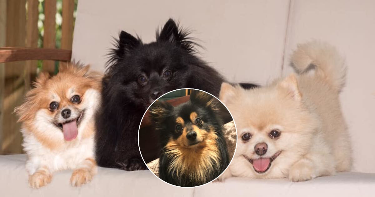 Pawsitively pom rescue discount
