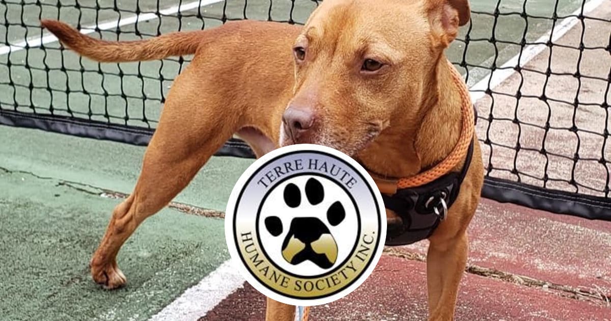 Terre haute humane shelter dogs store