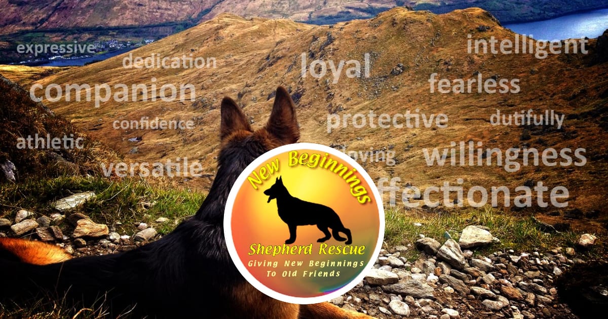New beginnings german shepherd rescue cheap