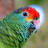 Rare Species Conservatory Foundation