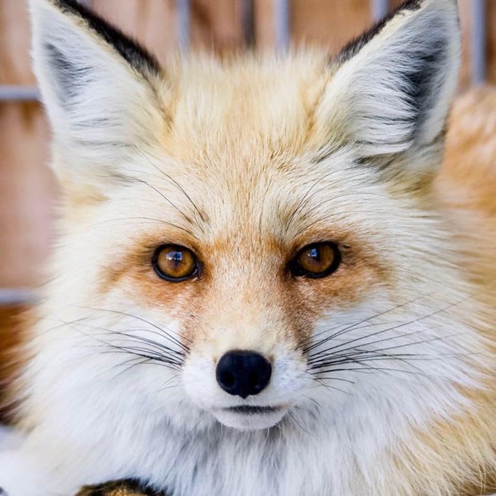 Yellowstone Wildlife Sanctuary