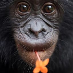 Friends of Bonobos logo