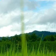 Children of the Forest logo