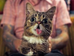Lil BUB and Friends: Help Animals in Need logo