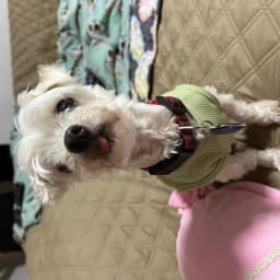 User or nonprofit avatar