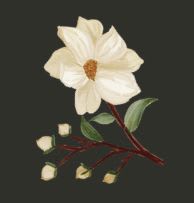 Social Change Sanctuary logo