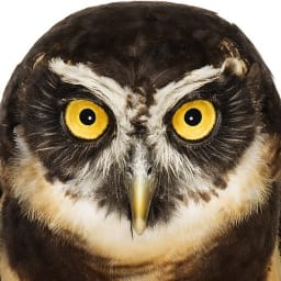 User or nonprofit avatar