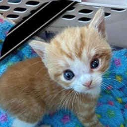 User or nonprofit avatar