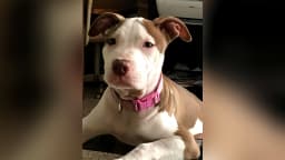 WHERE PETS ARE FAMILY