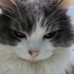 User or nonprofit avatar