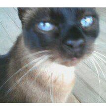 User or nonprofit avatar