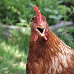 User or nonprofit avatar