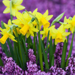 User or nonprofit avatar