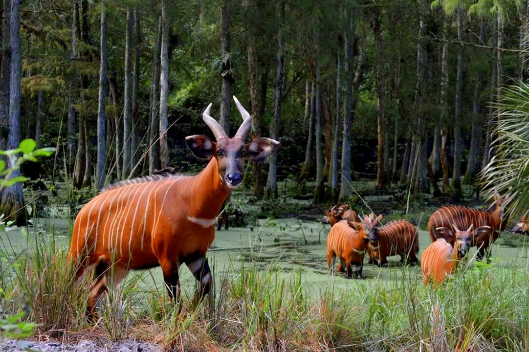 Rare Species Conservatory Foundation