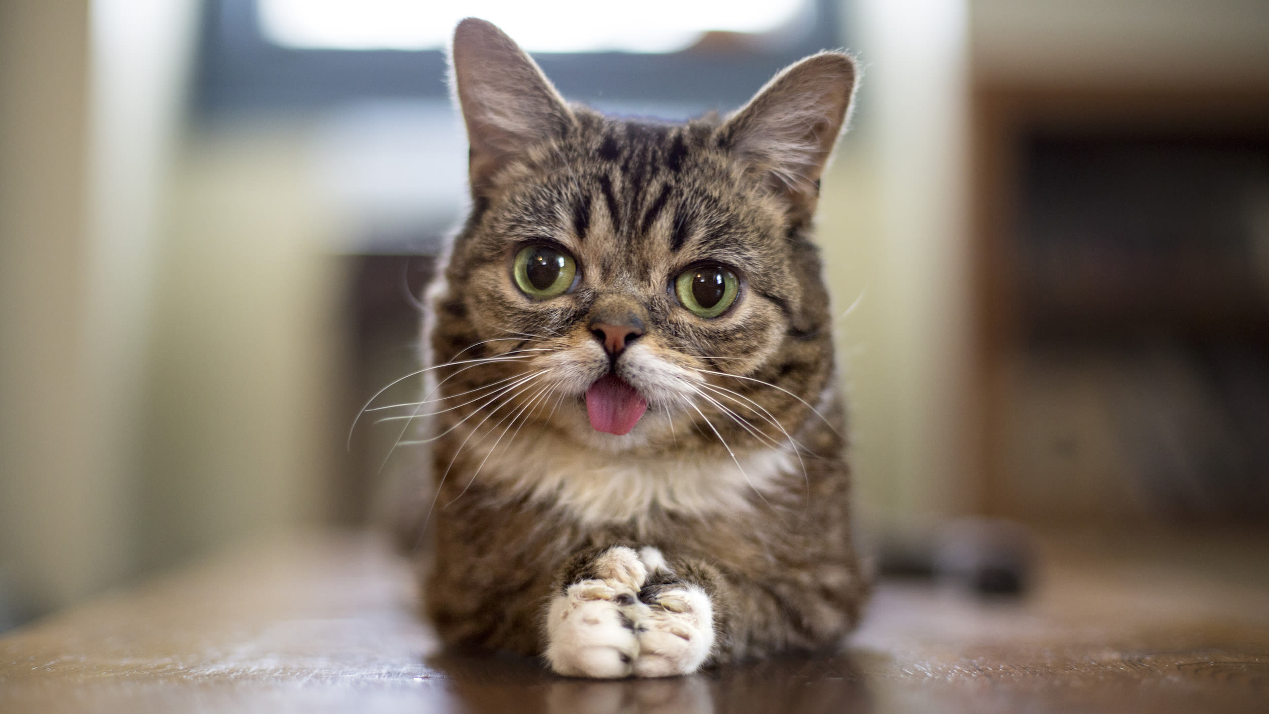 Lil BUB's Big Fund