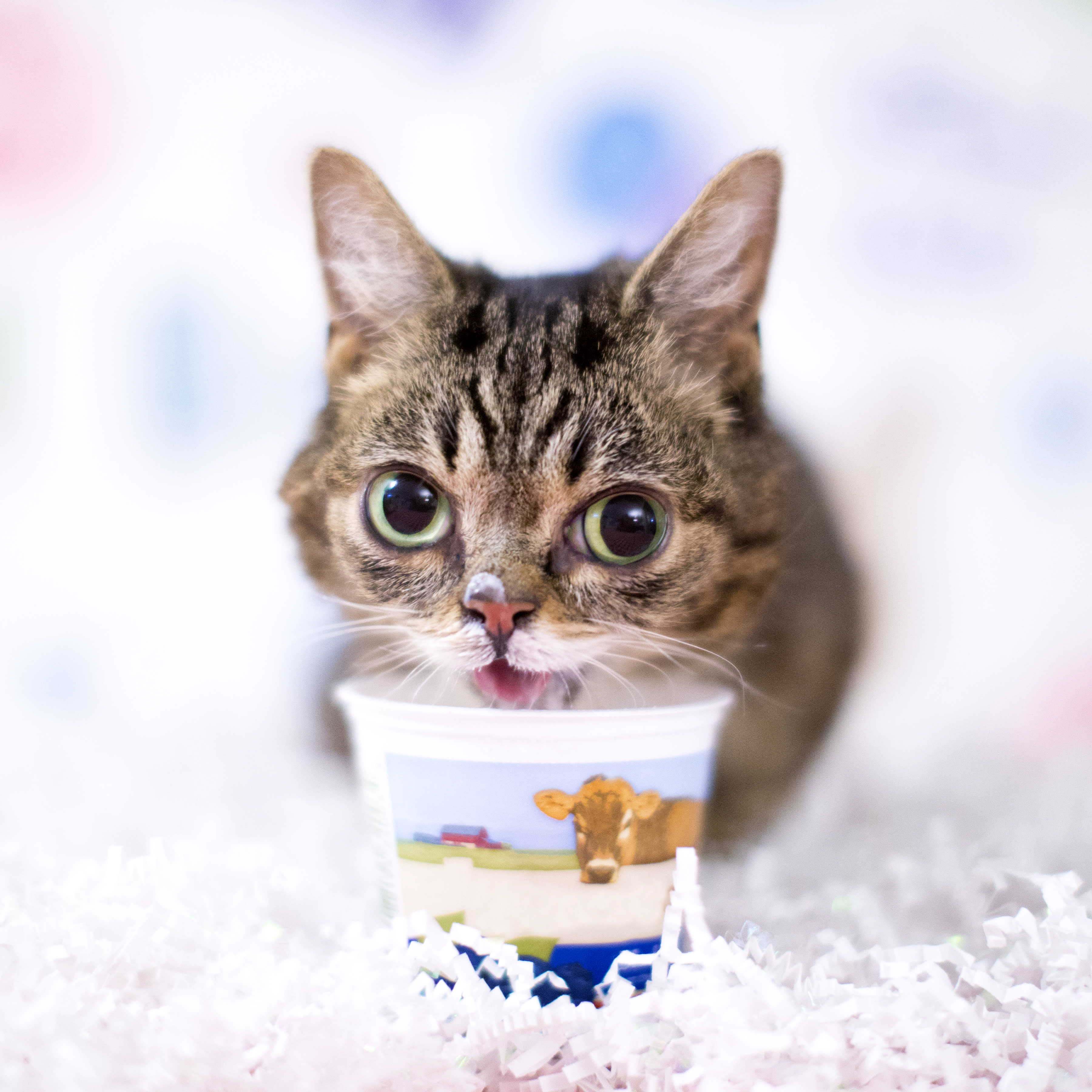 Lil BUB’s 10th Birthday logo