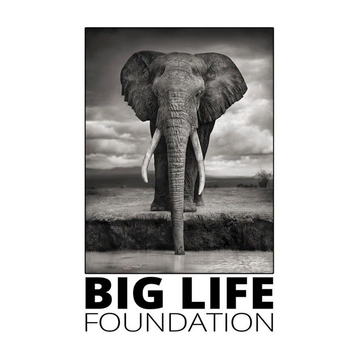Big Life Foundation logo