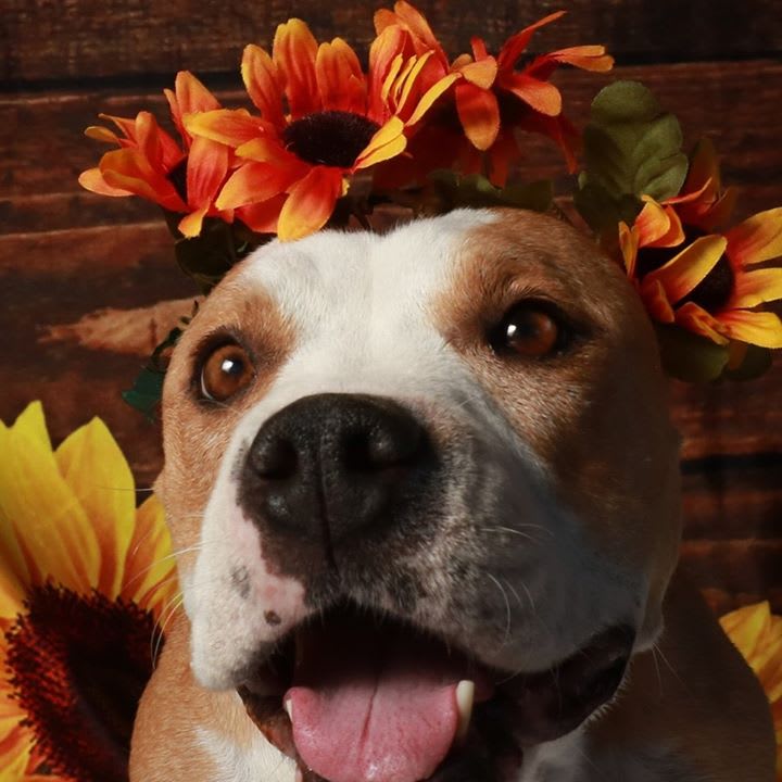 Yucaipa Animal Placement Society logo