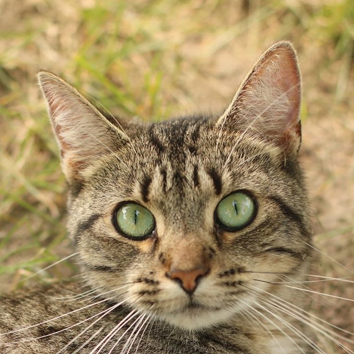 Furball Farm Pet Sanctuary logo